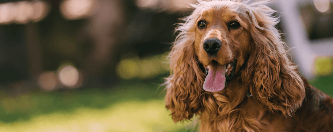 Reico Vital Hund mit natürlichem Futter gefüttert
